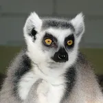 Avio karte za Madagaskar od 779€
