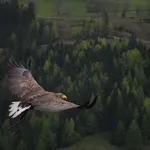 Sa Air Serbiom do Milana za 99 evra